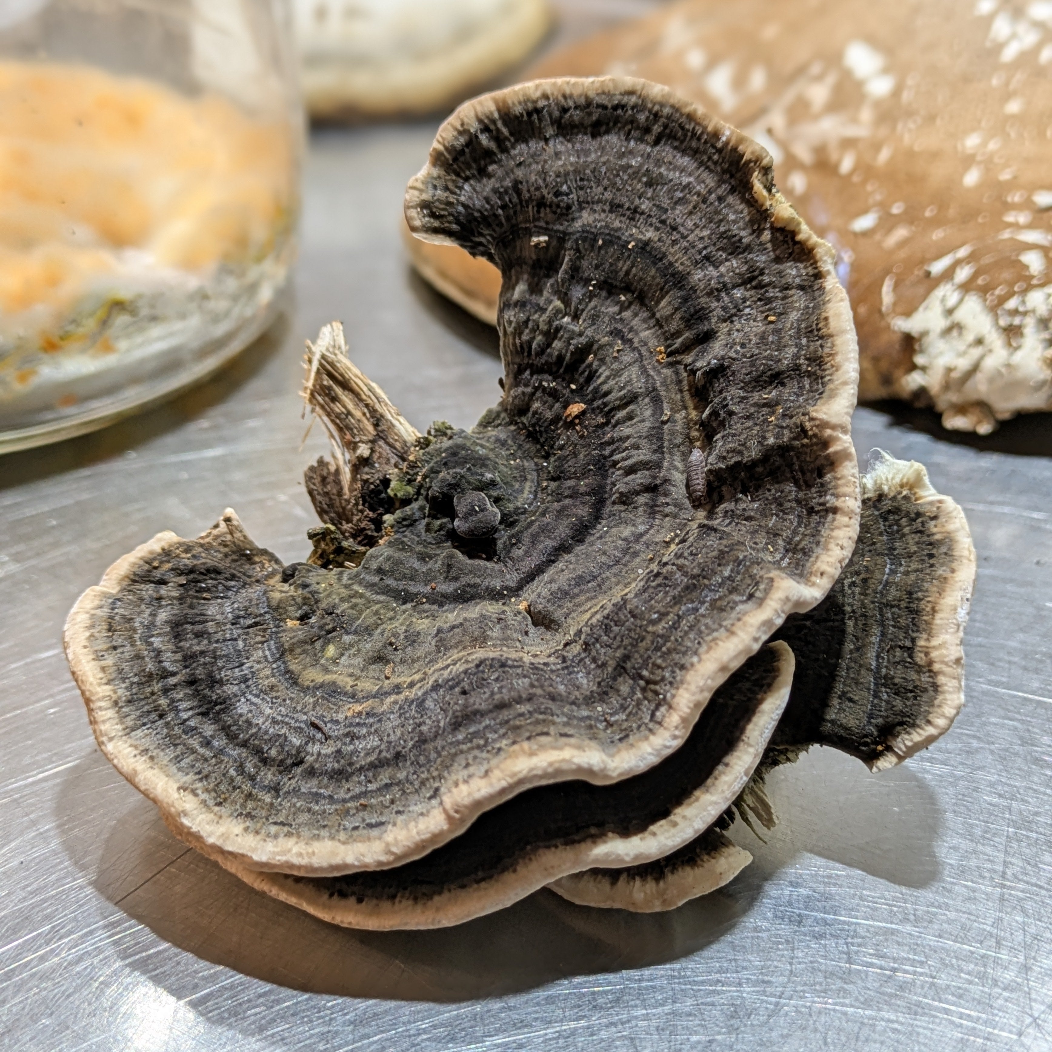 Fruchtkörper der Schmetterlingstramete auf dem Labortisch bei MycoGenetics.