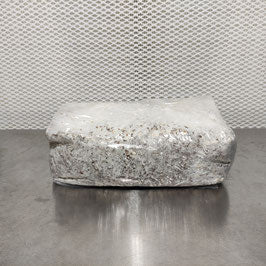 Pilzbrut Lungenseitling - 2 L im Mikrofilterbeutel | Pleurotus pulmonarius MG1305