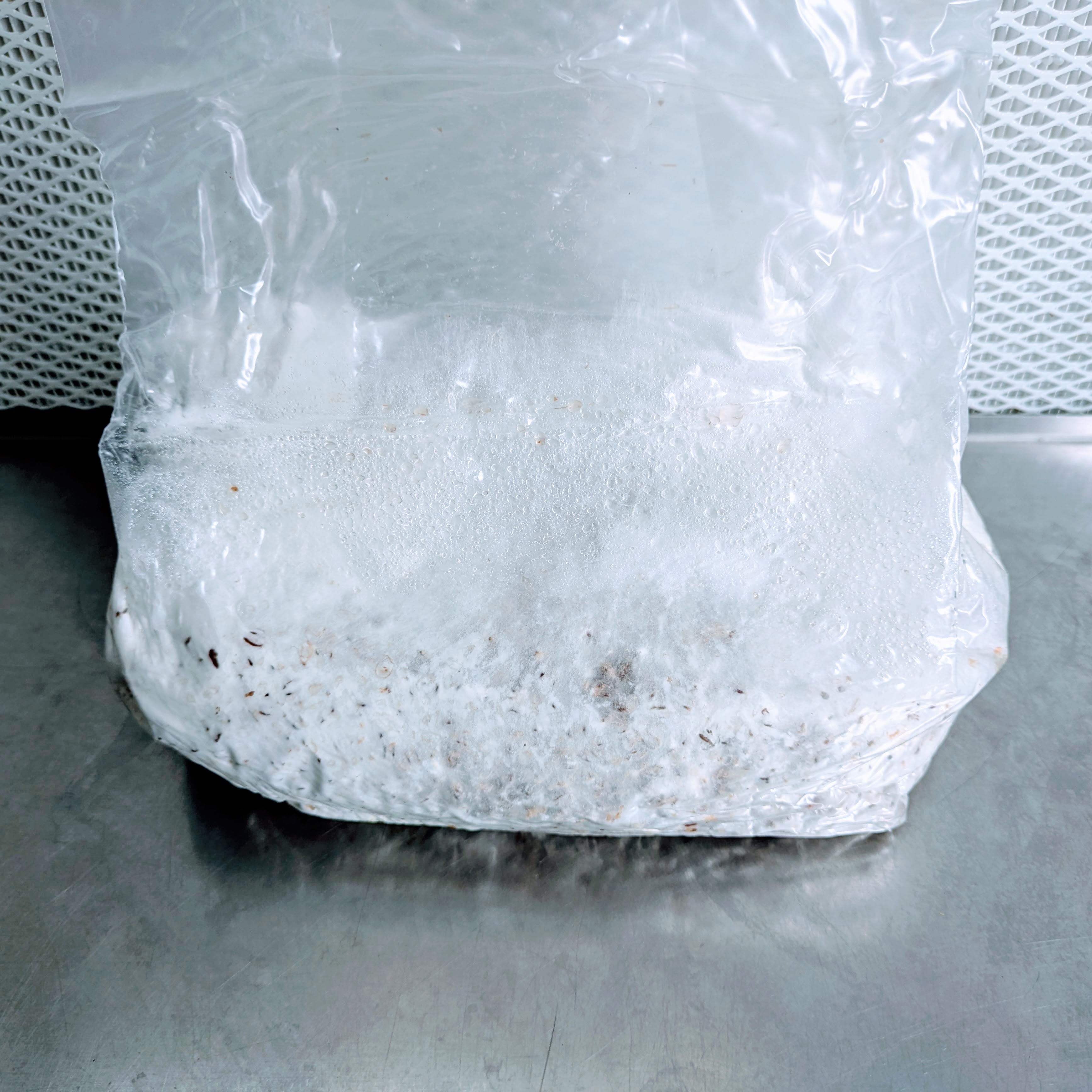 Pilzbrut - 2 Liter im Mikrofilterbeutel