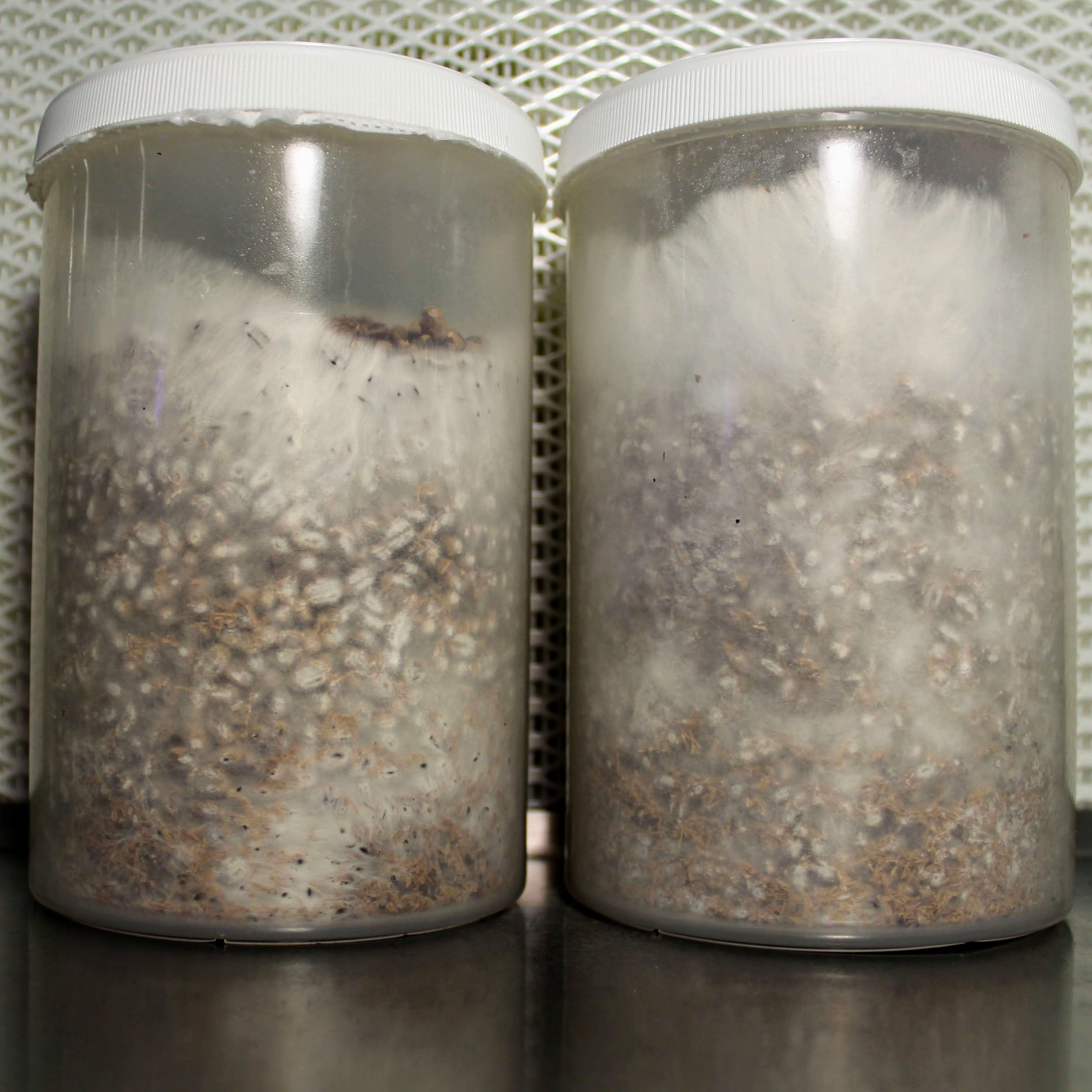 PF-Tek Spawn 1 Liter aus Getreidekörnern