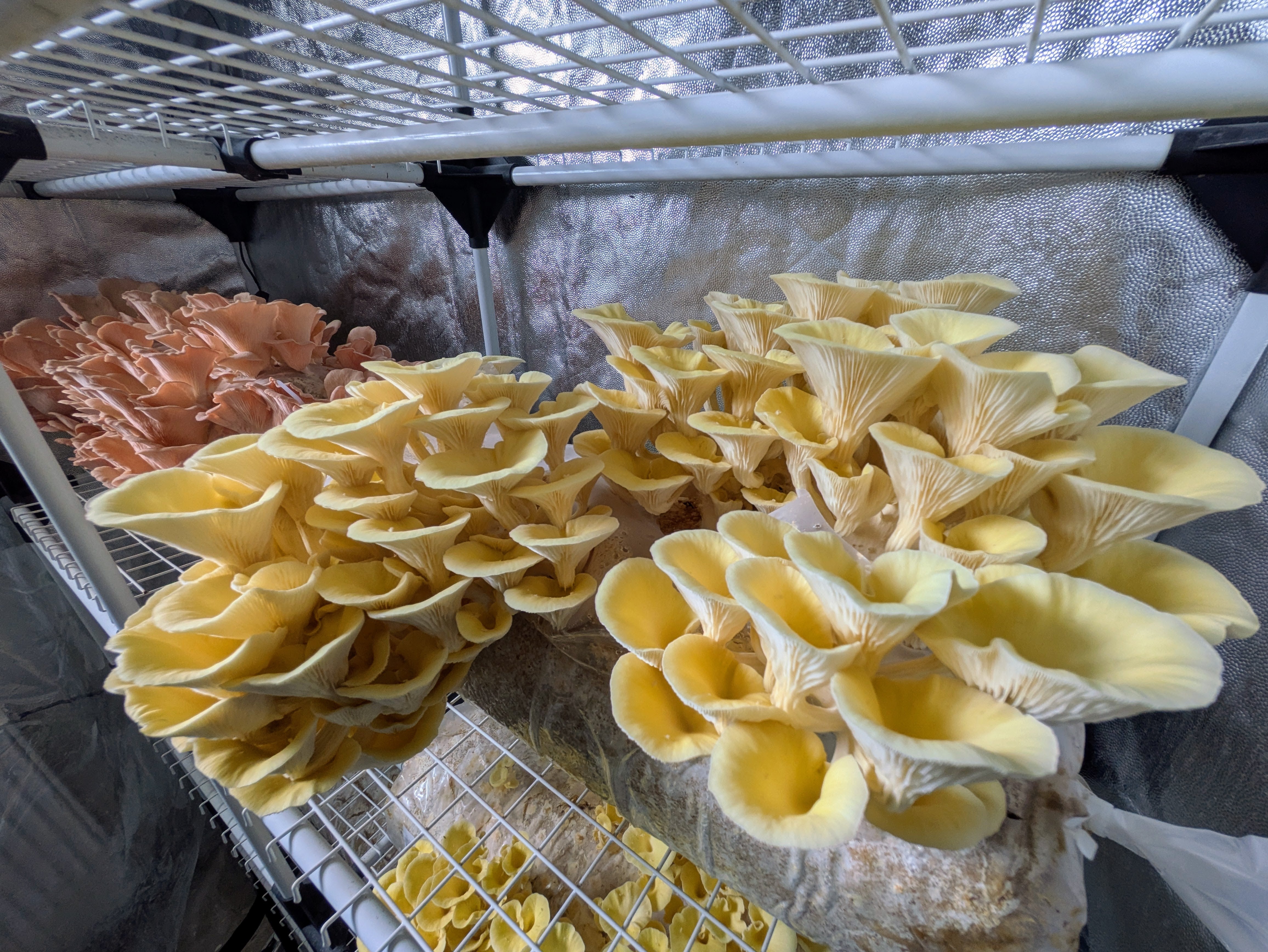 Pleurotus citrinopileatus XXL Pilzkultur fruchtet im Zelt