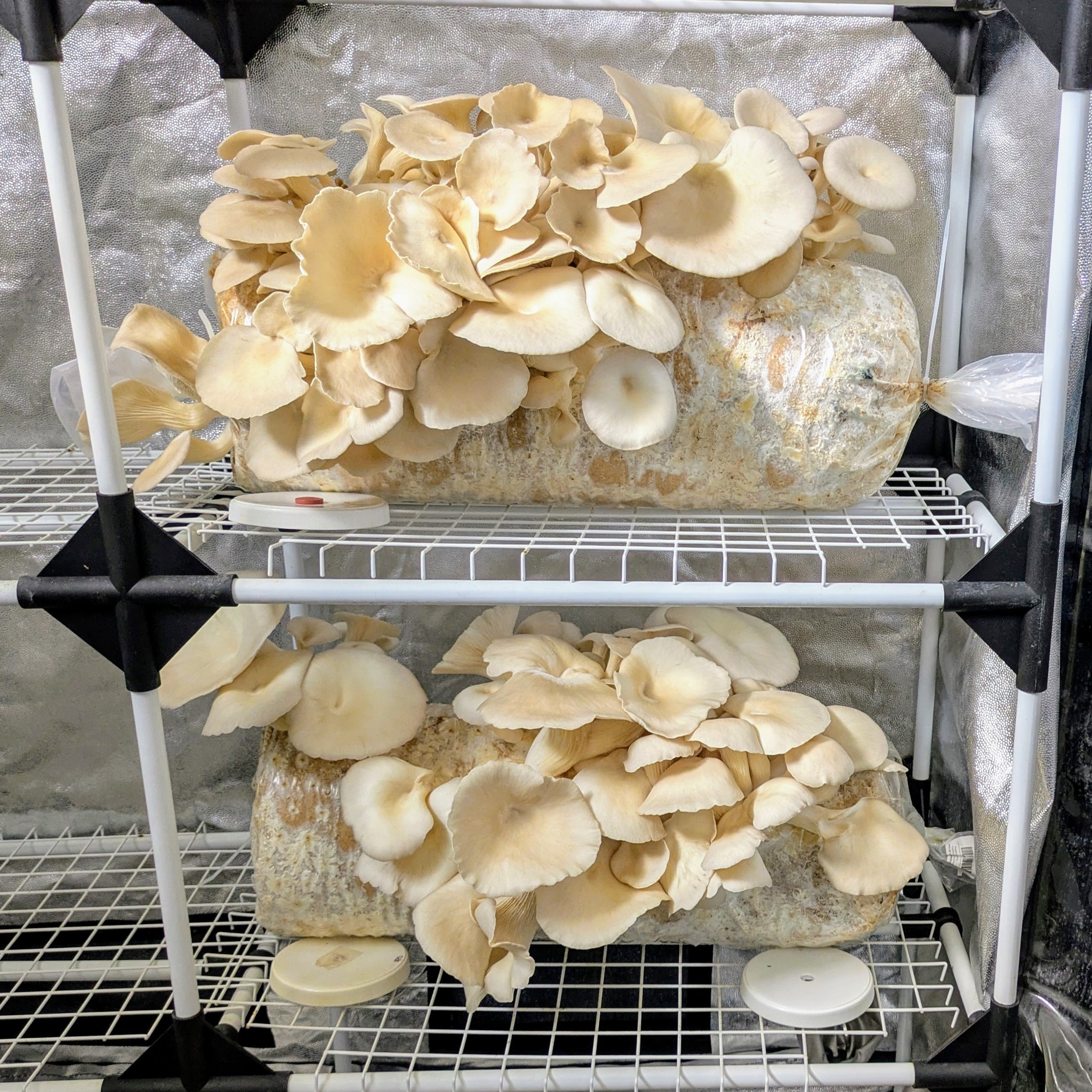 Pleurotus ostreatus - zwei Fertigkulturen erntereif im Zuchtzelt