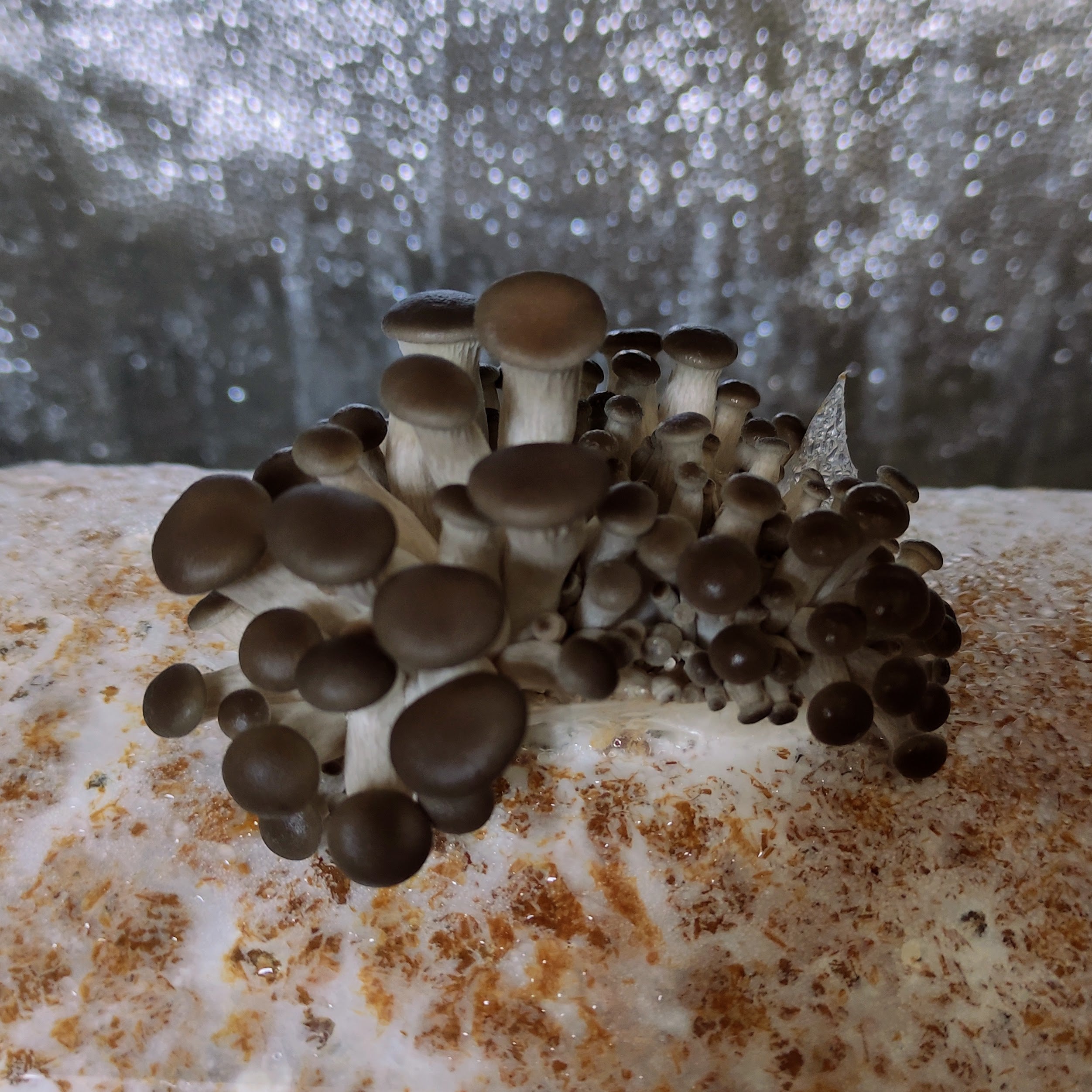 Pleurotus ostreatus - junge Fruchtkörper erscheinen unter der Folie