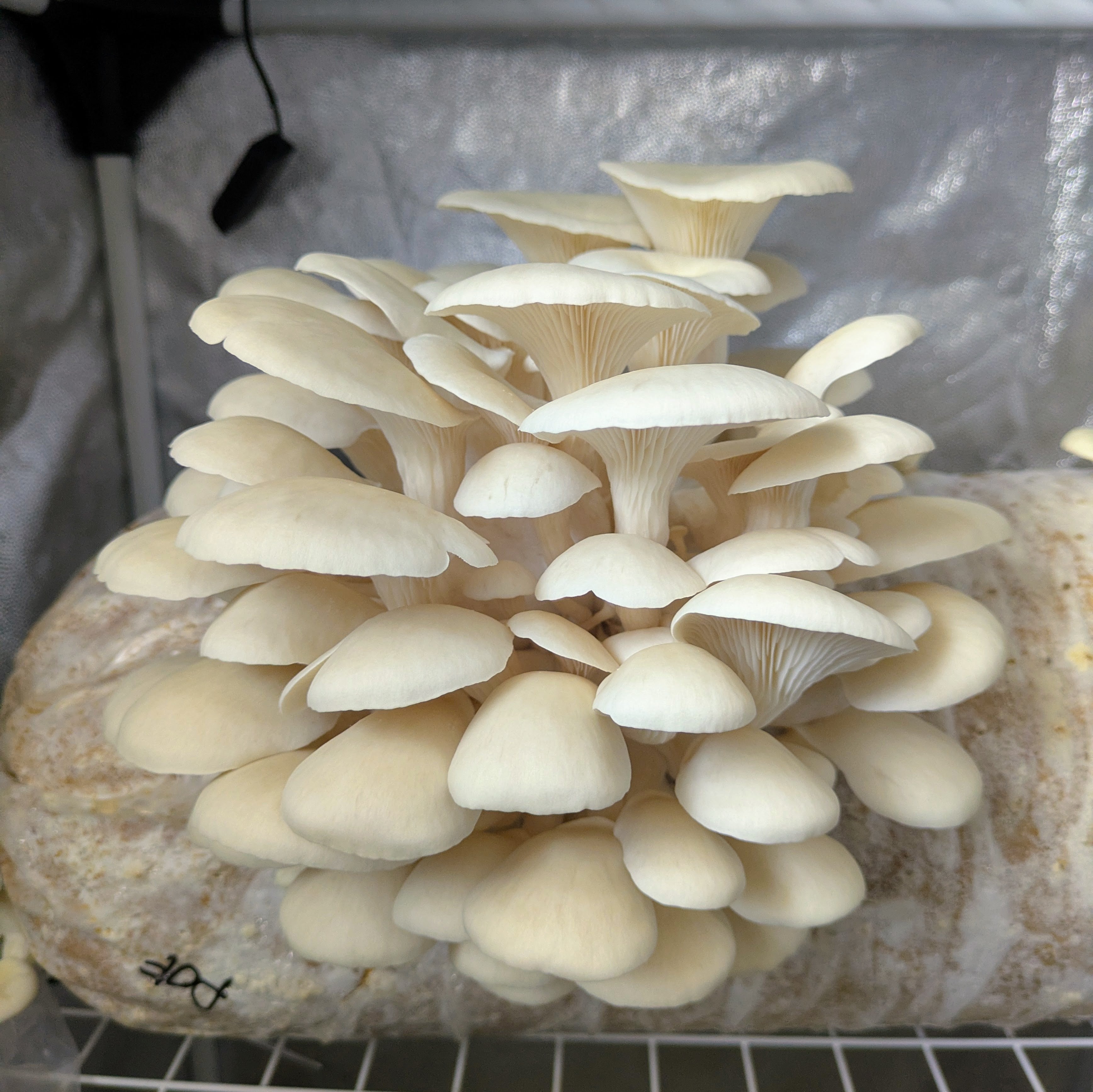Pleurotus ostreatus var. Florida fruchtet im Zelt XXL Kultur