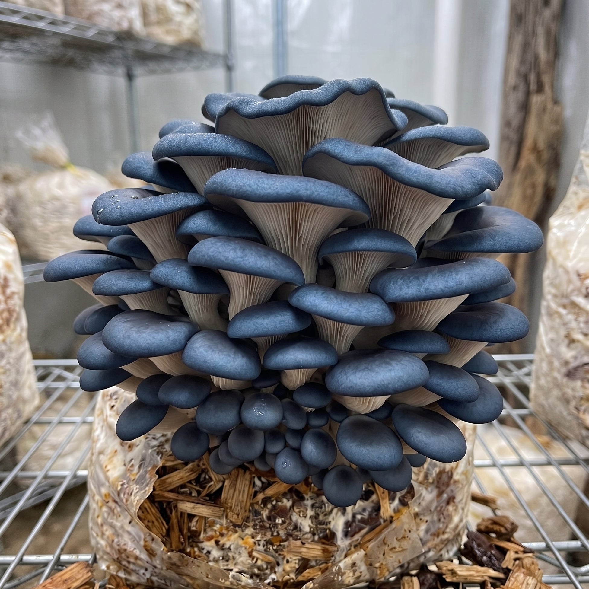Pleurotus ostreatus var. columbinus