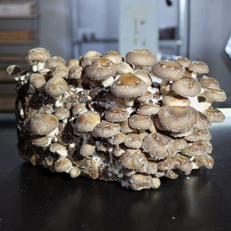 Frische Pilze, die aus Buchenholz wachsen, perfekt für die Pilzzucht.