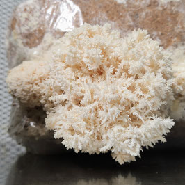 Ästiger Stachelbart aus dem Mikrofilterbeutel