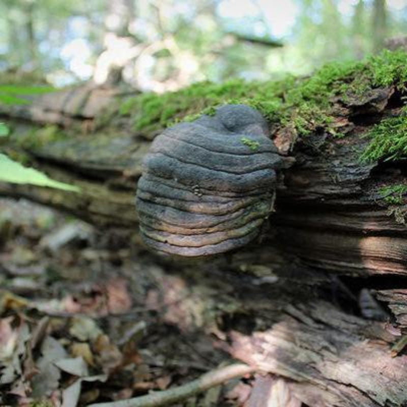 Mycelspritze 10 ml - Fomes fomentarius MG11700 | Zunderschwamm