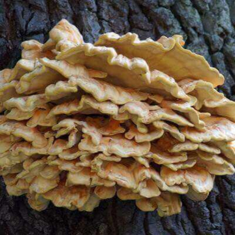 Impfdübel aus Buchenholz – frisch gewachsener Schwefelporling auf Baumstamm, leuchtende Farben und interessante Textur.