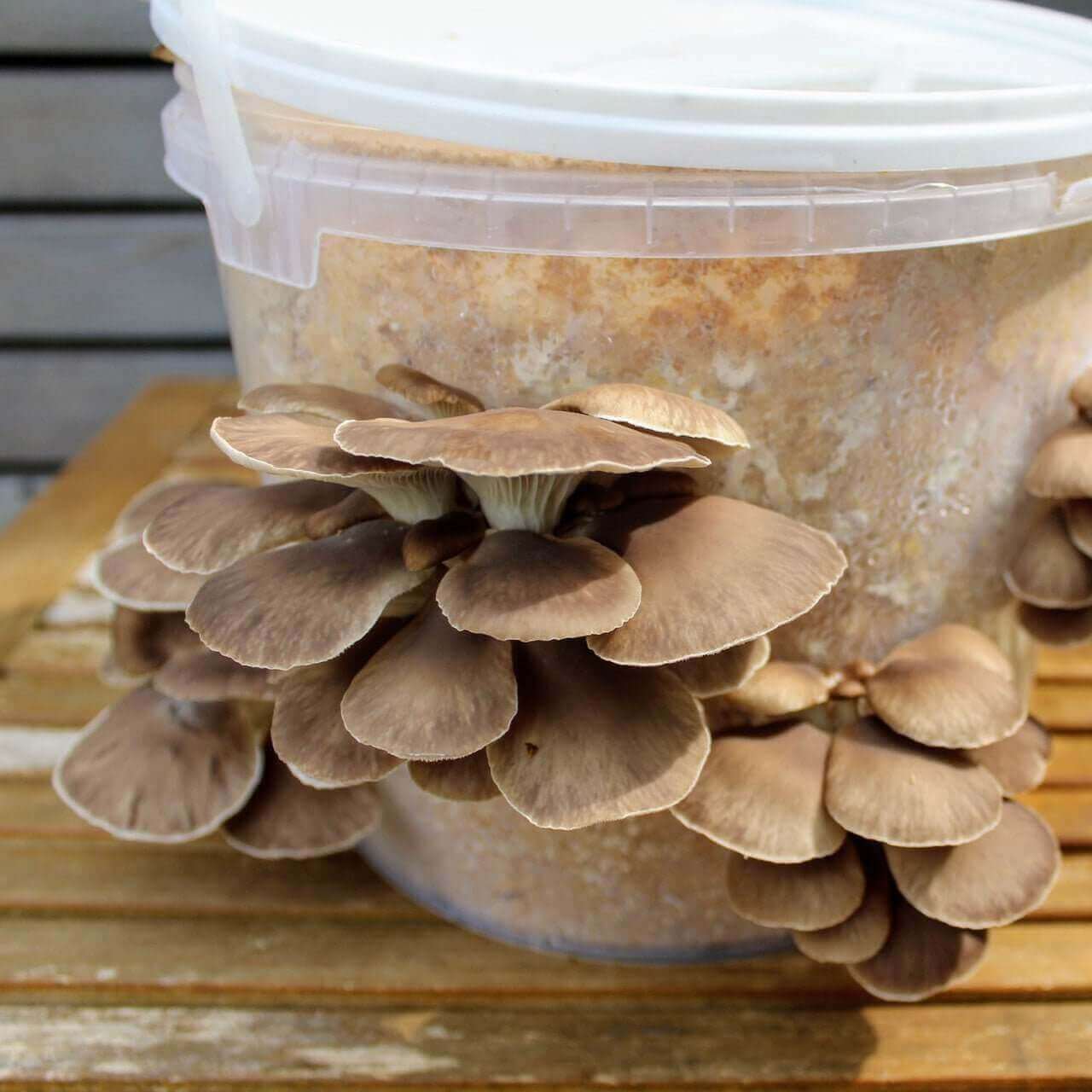 Nachfüllset - DIY Pilzzuchtset Pleurotus pulmonarius