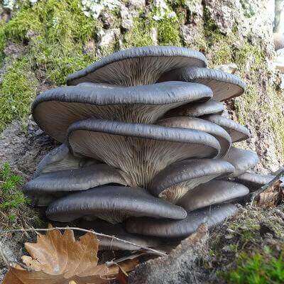 Pleurotus ostreatus var. columbinus am Baumstamm