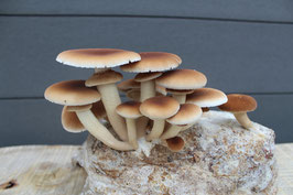 Mycelspritze 10 ml - Agrocybe aegerita MG9301 | Pioppino