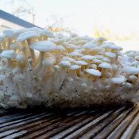 Mycelspritze White Enoki (Flammulina velutipes) - 10 ml