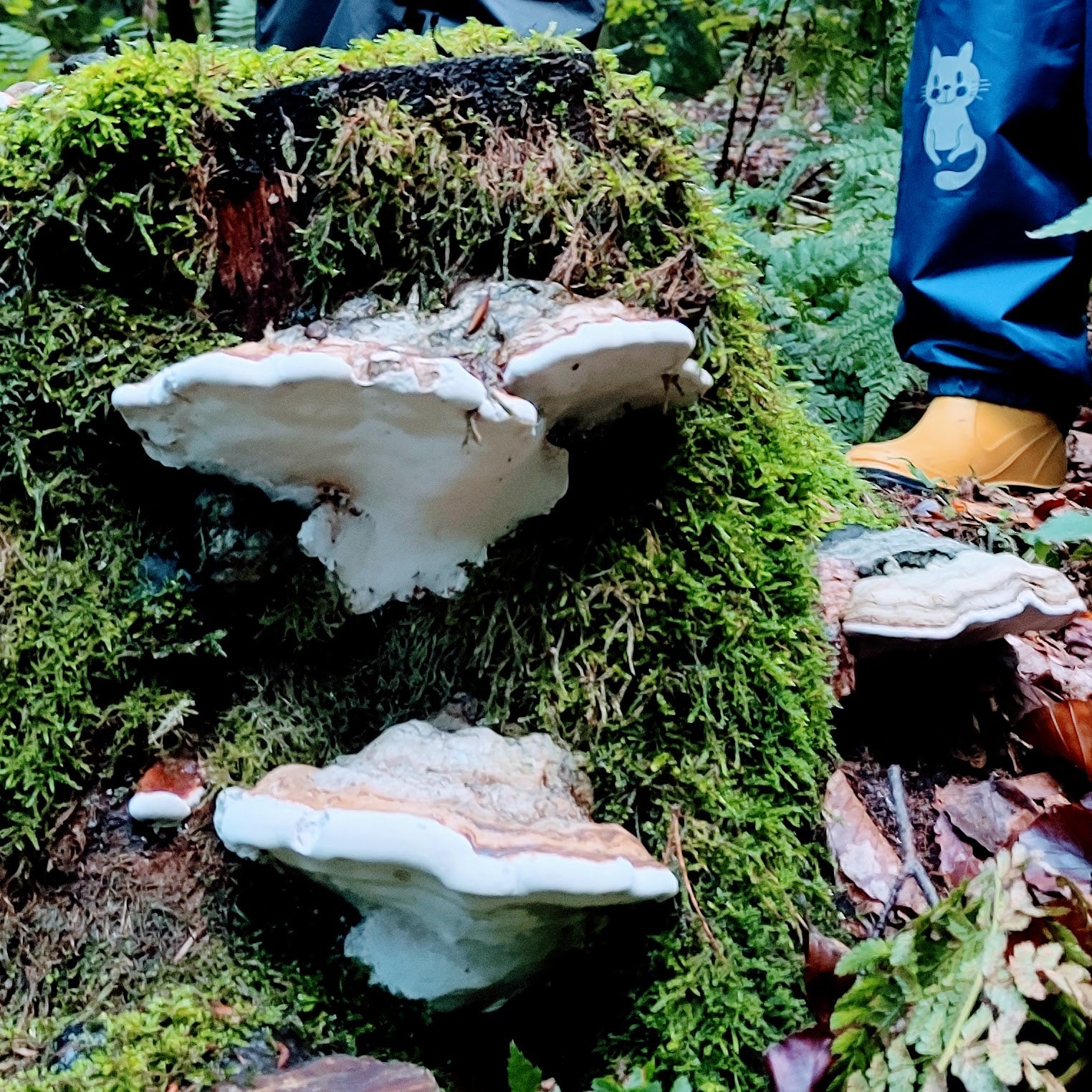 Impfdübel: Pilzzucht im eigenen Garten - Eine Anleitung für Anfänger