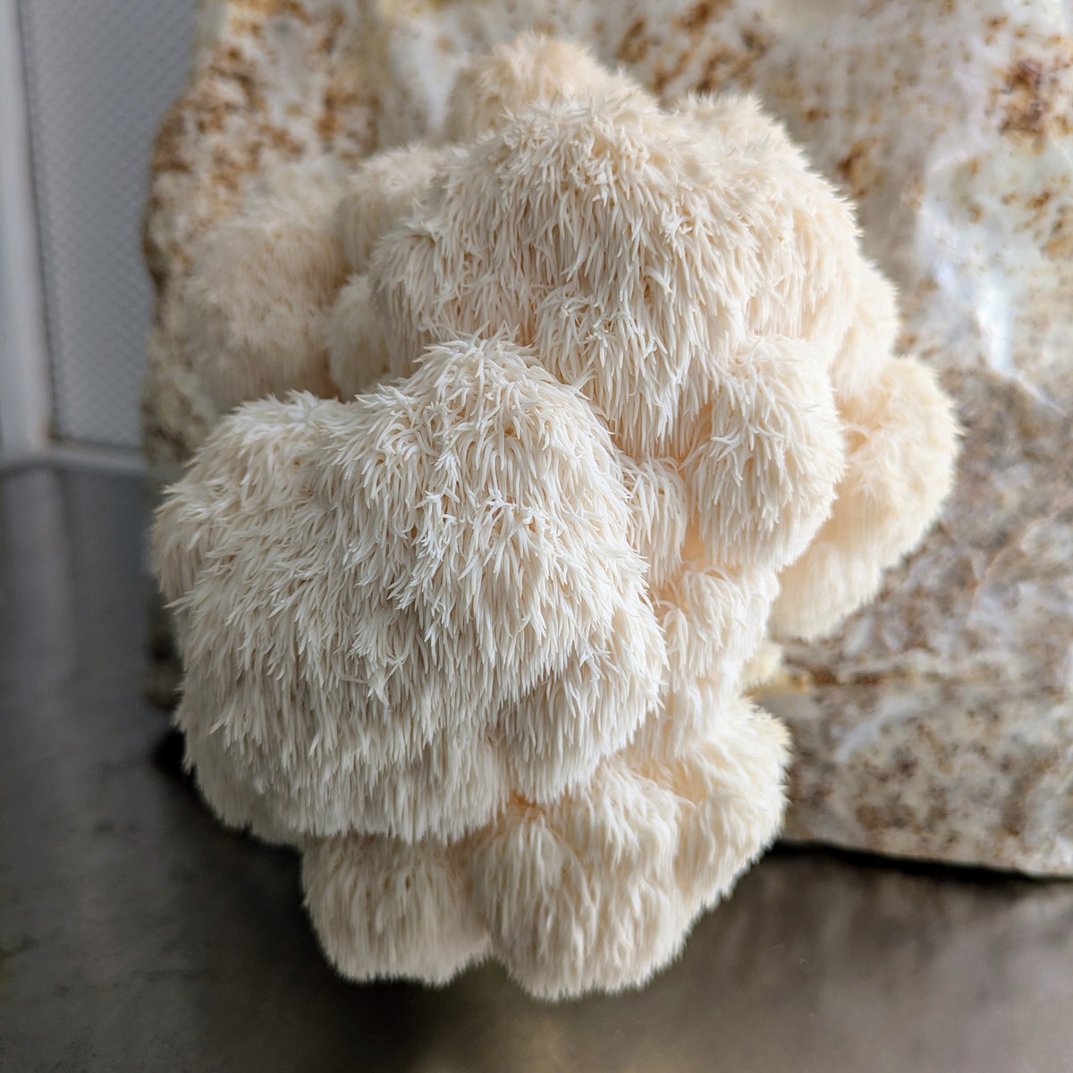 Hericium erinaceus Igel-Stachelbart MG5500