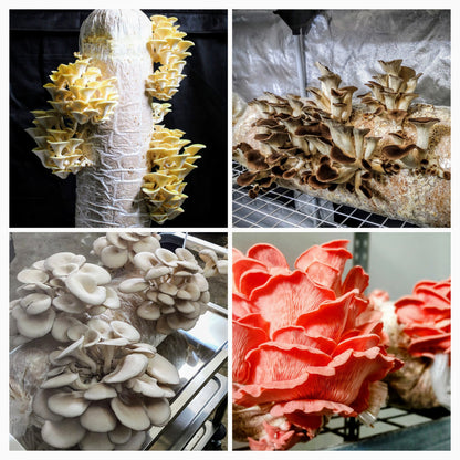 Fertigkultur "Pleurotus" - 1/2 Meter Profi-Pilzzuchtkultur