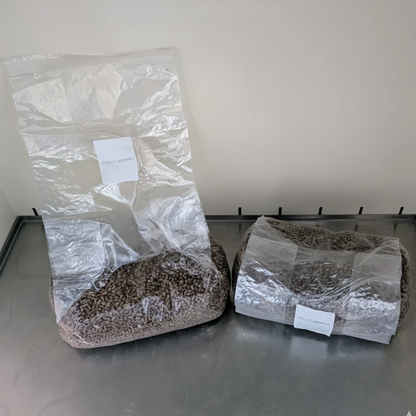 Steriles Pilzbrut-Substrat (Getreide) in Mikrofilterbeuteln.