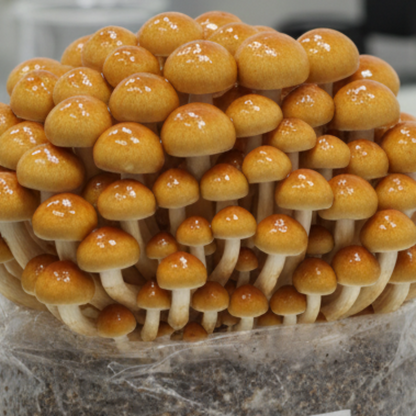 Myzelspritze Pholiota nameko - Gruppe glänzender, japanischer Stockschwämmchen-Pilze auf einem Myzelblock.