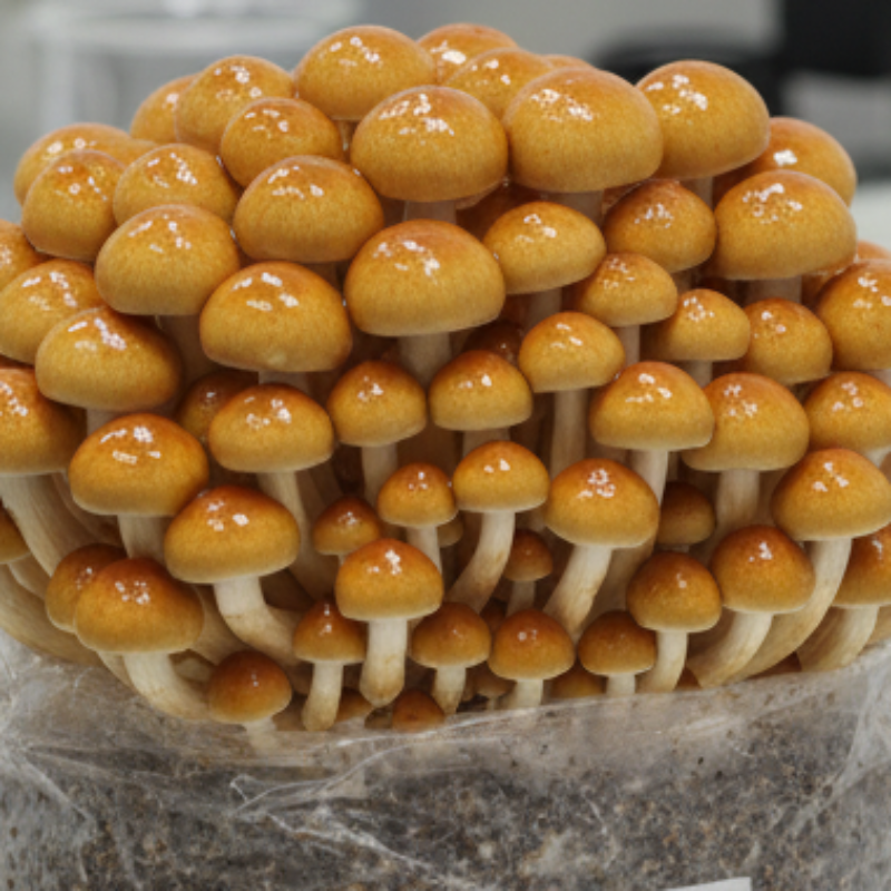 Myzelspritze Pholiota nameko - Gruppe glänzender, japanischer Stockschwämmchen-Pilze auf einem Myzelblock.