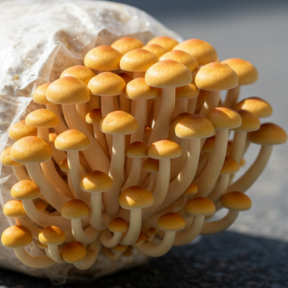 Mycelspritze Golden Enoki (Flammulina velutipes) - 10 ml