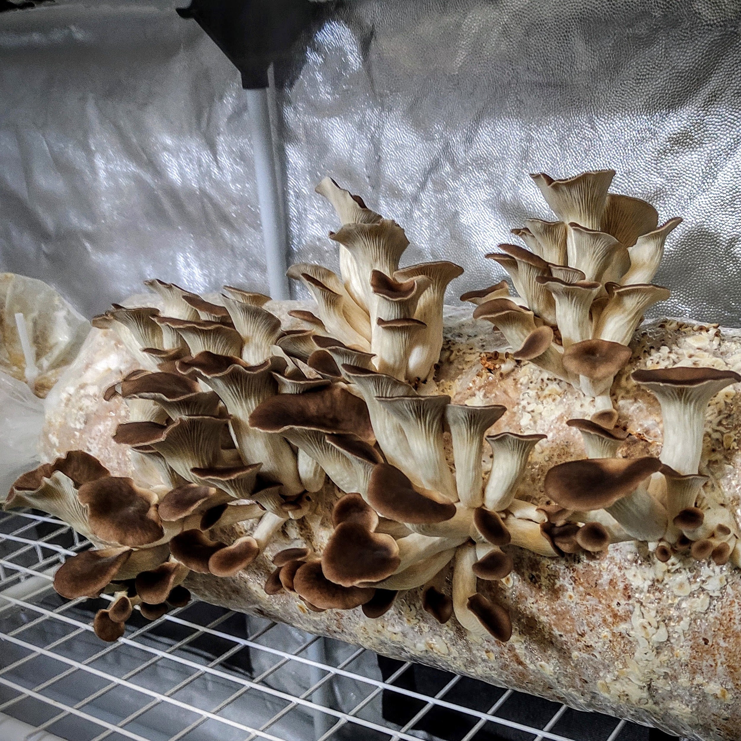 Pilzbrut Lungenseitling - 2 L im Mikrofilterbeutel | Pleurotus pulmonarius MG1305
