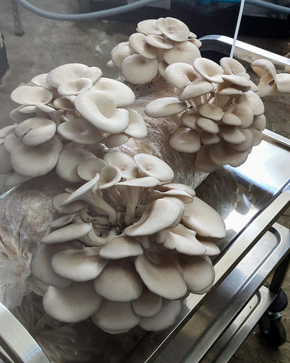 Fertigkultur "Pleurotus" - 1/2 Meter Profi-Pilzzuchtkultur