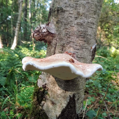 Ausgewachsener Birkenporling am abgestorbenen Baum