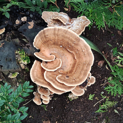Mycelspritze Riesenporling (Meripilus giganteus) auf einem Baumstumpf in einer natürlichen Umgebung.