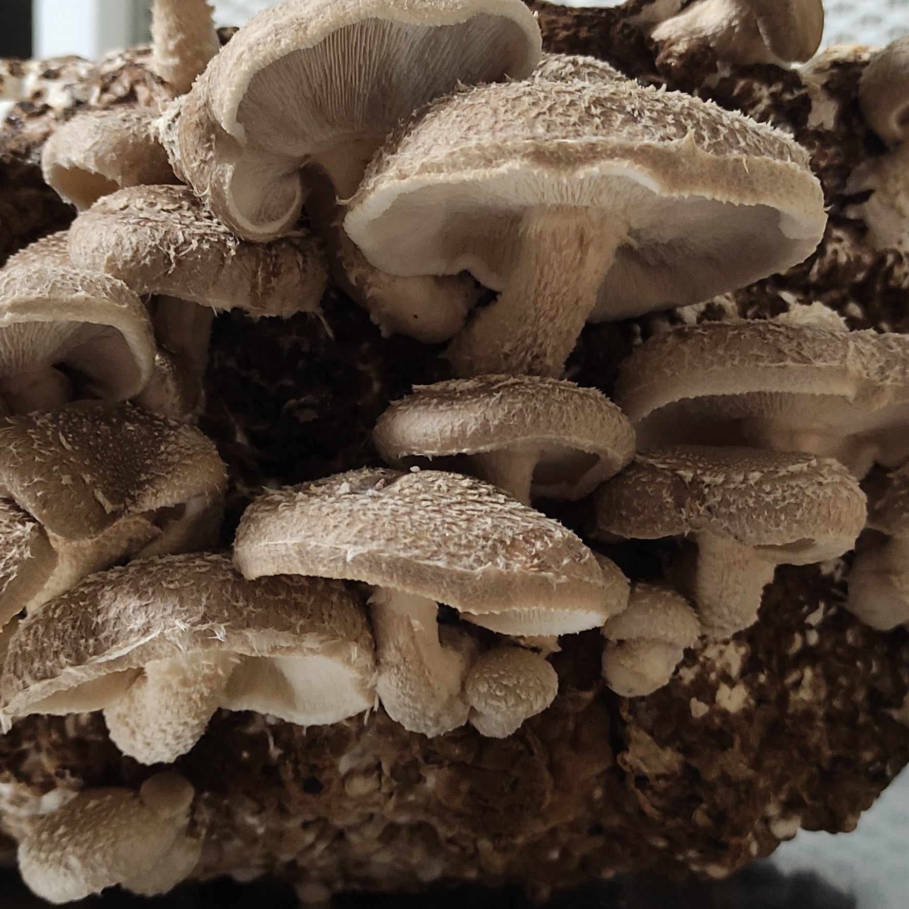 Impfdübel aus Buchenholz (50 Stück, 8x40mm)