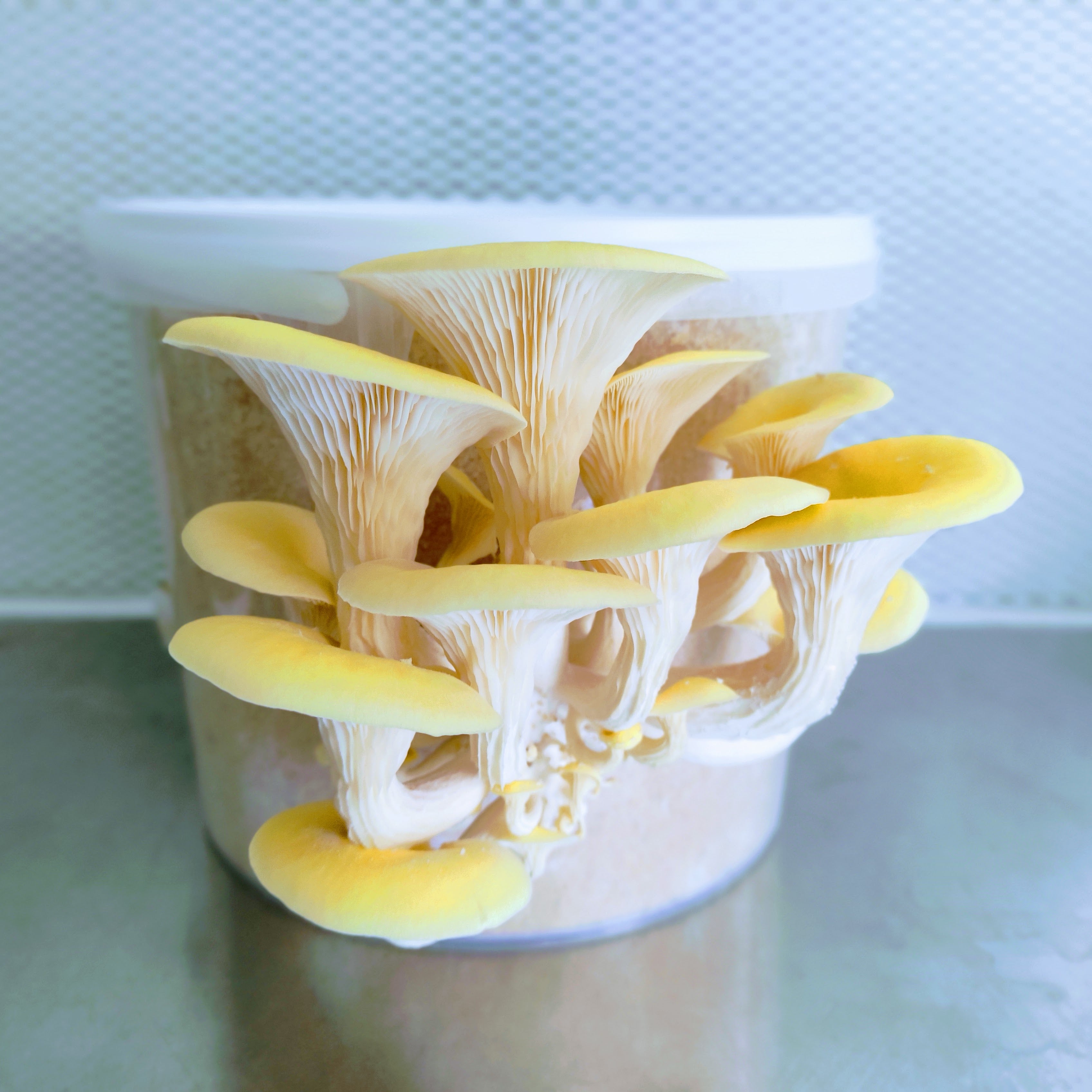 Pilzbrut Grain Spawn - 2 L im Mikrofilterbeutel Limonenseitling | Pleurotus citrinopileatus MG1205
