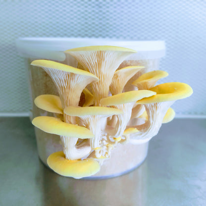 Pilzbrut Grain Spawn - 2 L im Mikrofilterbeutel Limonenseitling | Pleurotus citrinopileatus MG1205