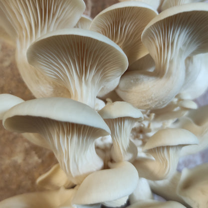 Impfdübel aus Buchenholz (50 Stück, 8x40mm)