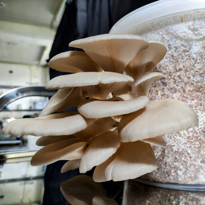 DIY Pilzzuchtset Pleurotus