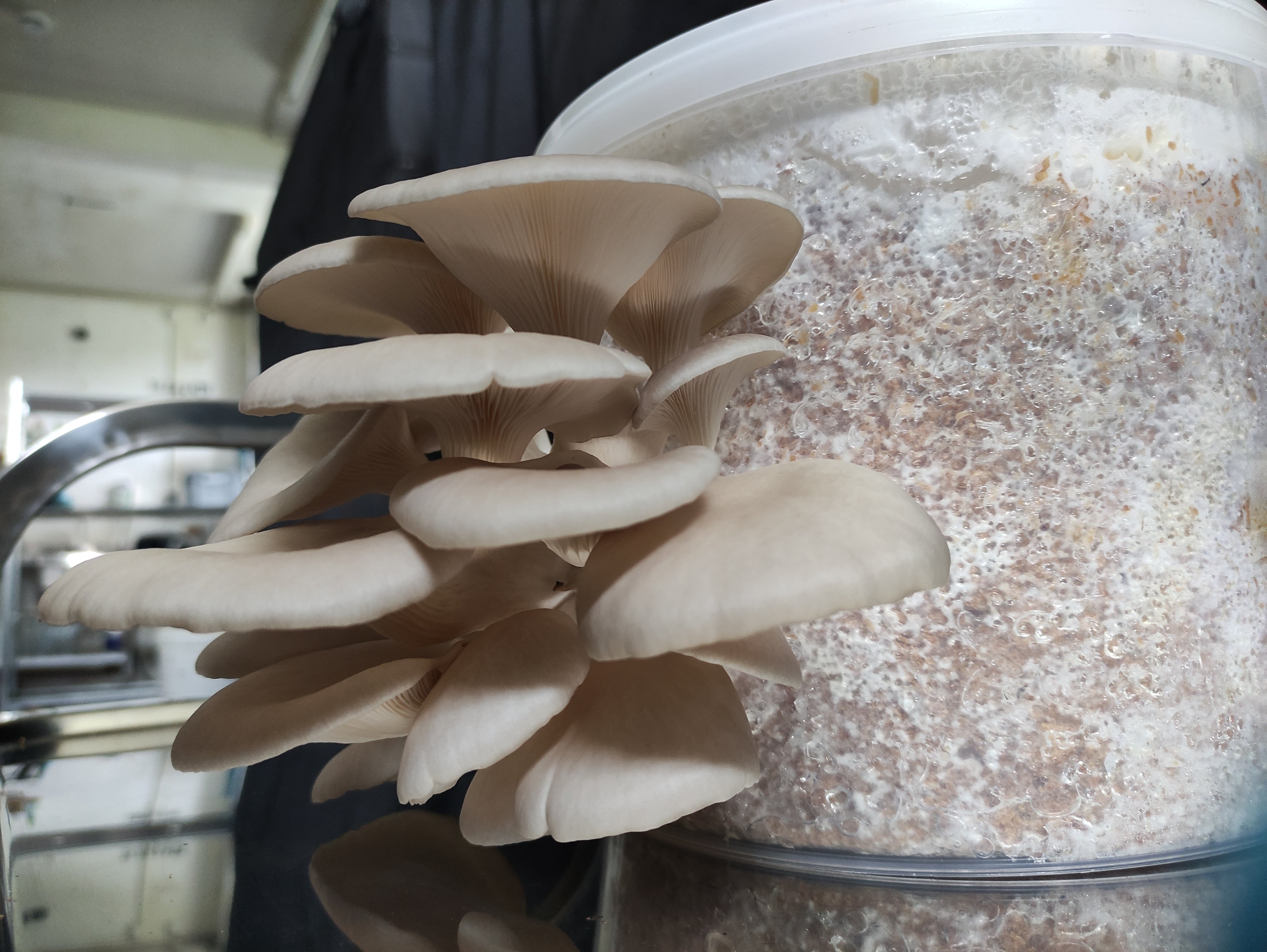 Nachfüllset - DIY Pilzzuchtset Pleurotus