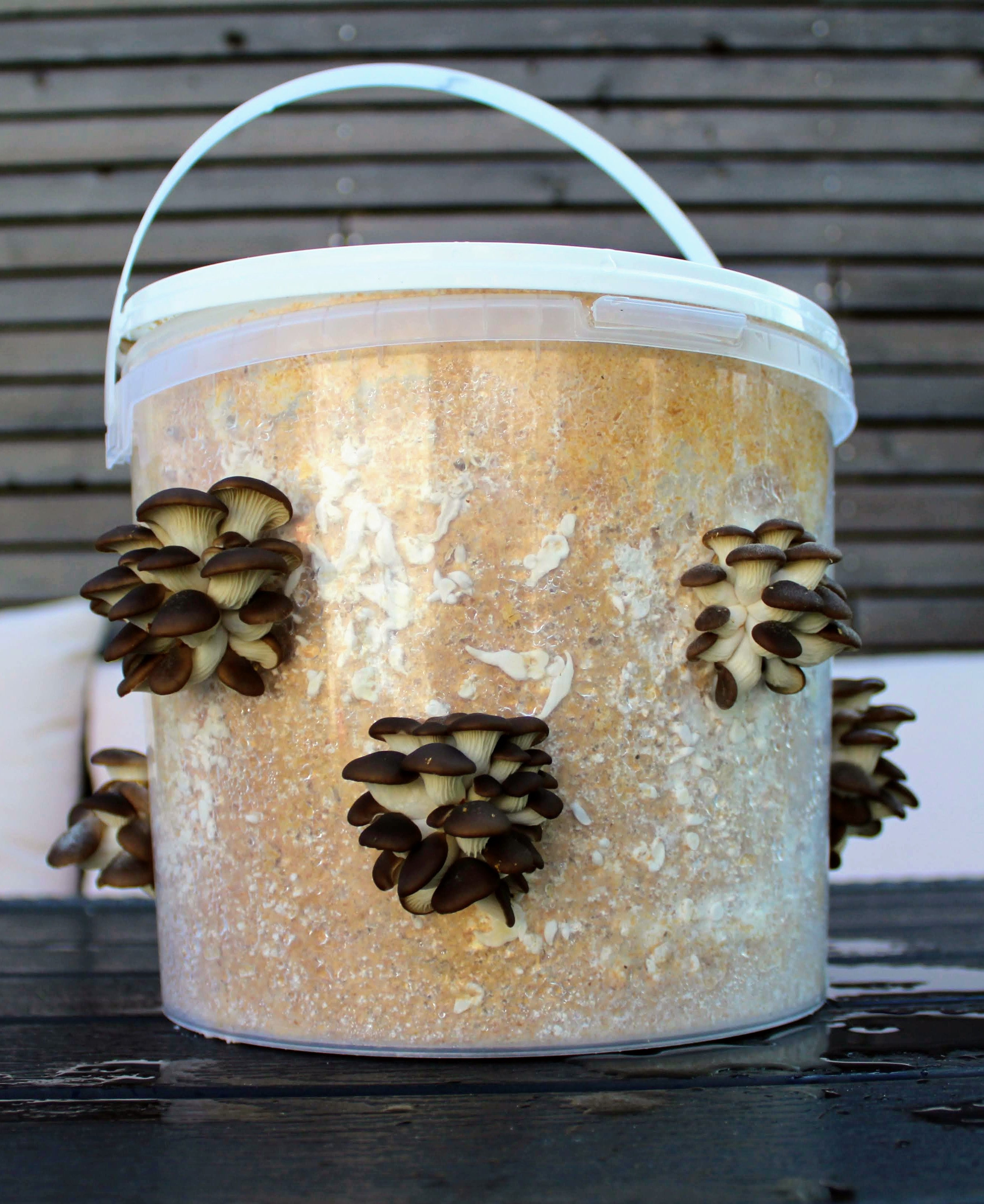 Do-It-Yourself Pilzzuchtset mit wachsenden Austernseitlingen auf einem 5-Liter-Eimer in einem Garten.