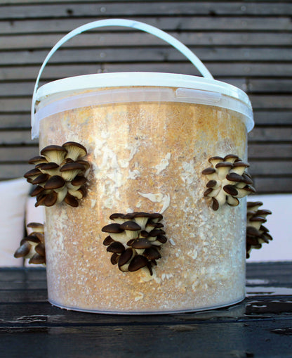 Do-It-Yourself Pilzzuchtset mit wachsenden Austernseitlingen auf einem 5-Liter-Eimer in einem Garten.