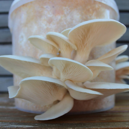 Pilzbrut Grain Spawn - 2 L im Mikrofilterbeutel Pleurotus ostreatus var. Florida