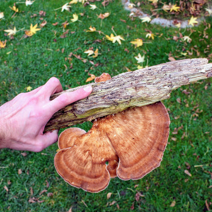 Mycelspritze Riesenporling (Meripilus giganteus) auf Holz im Freien abgebildet, handgehalten.