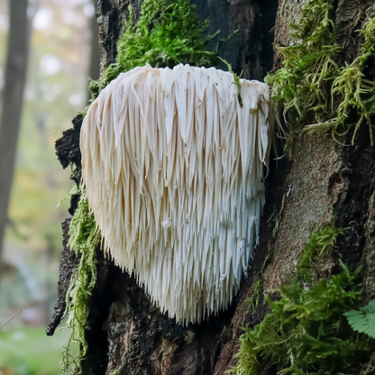 Igelstachelbart Hericium erinaceus 