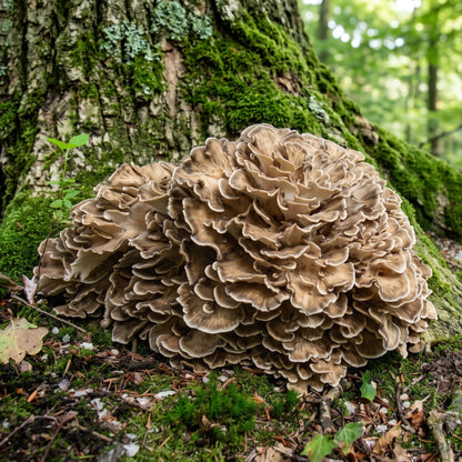 Mycelspritze Maitake (Grifola frondosa) - 10 ml