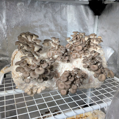 Fertigkultur Austernseitling - Pleurotus ostreatus MG1005 - 1/2 Meter Profi-Kultur