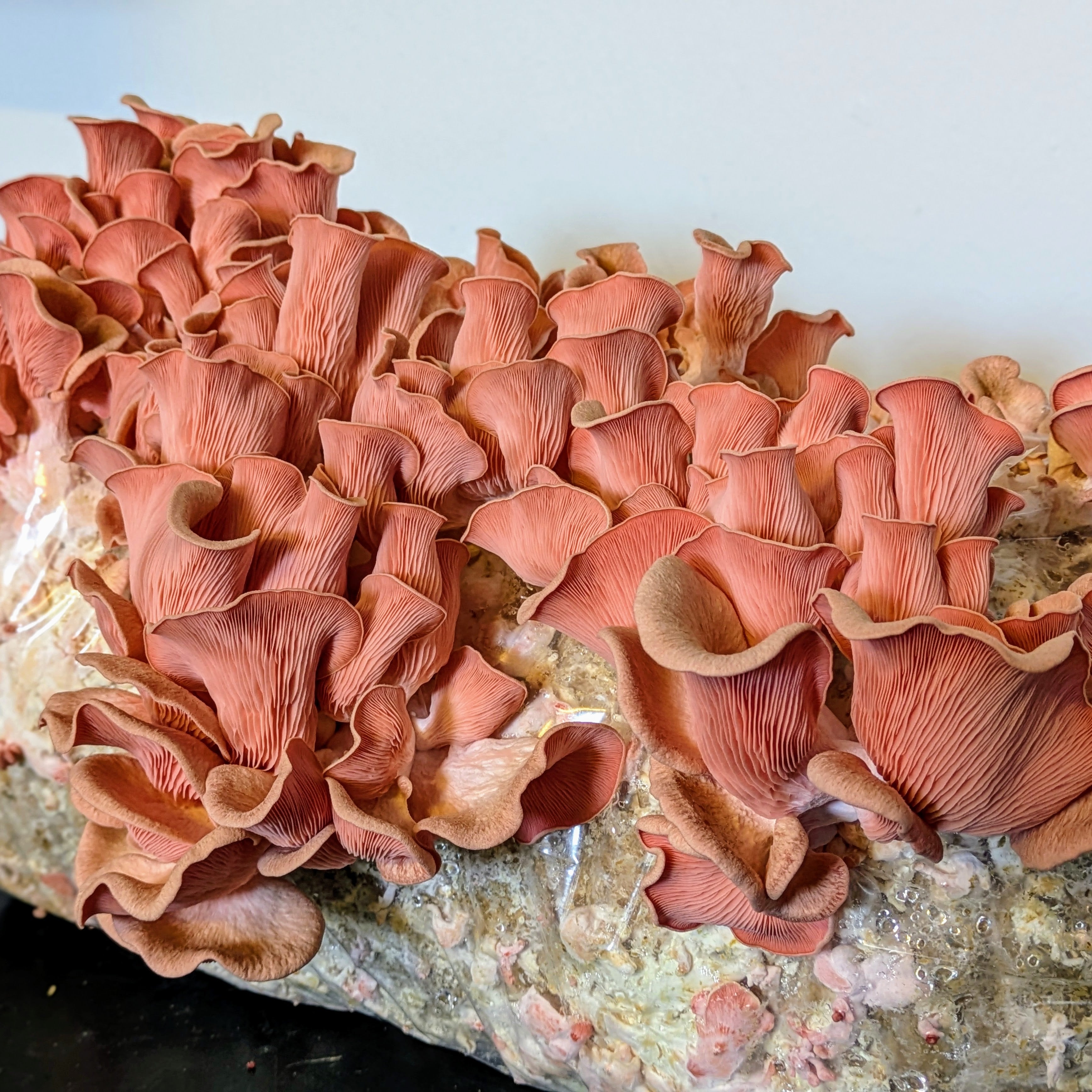 Rosenseitling Fertigkultur Pleurotus djamar - 1/2 Meter Profi-Kultur