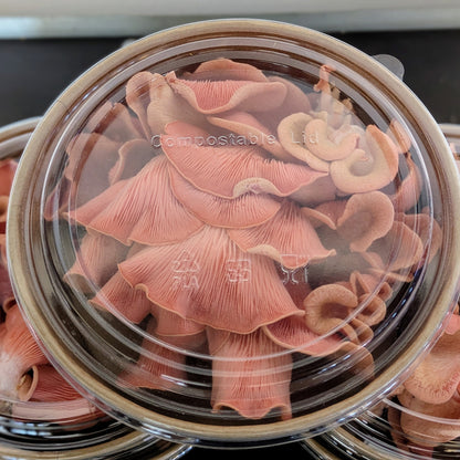 Rosenseitling Fertigkultur Pleurotus djamar - 1/2 Meter Profi-Kultur