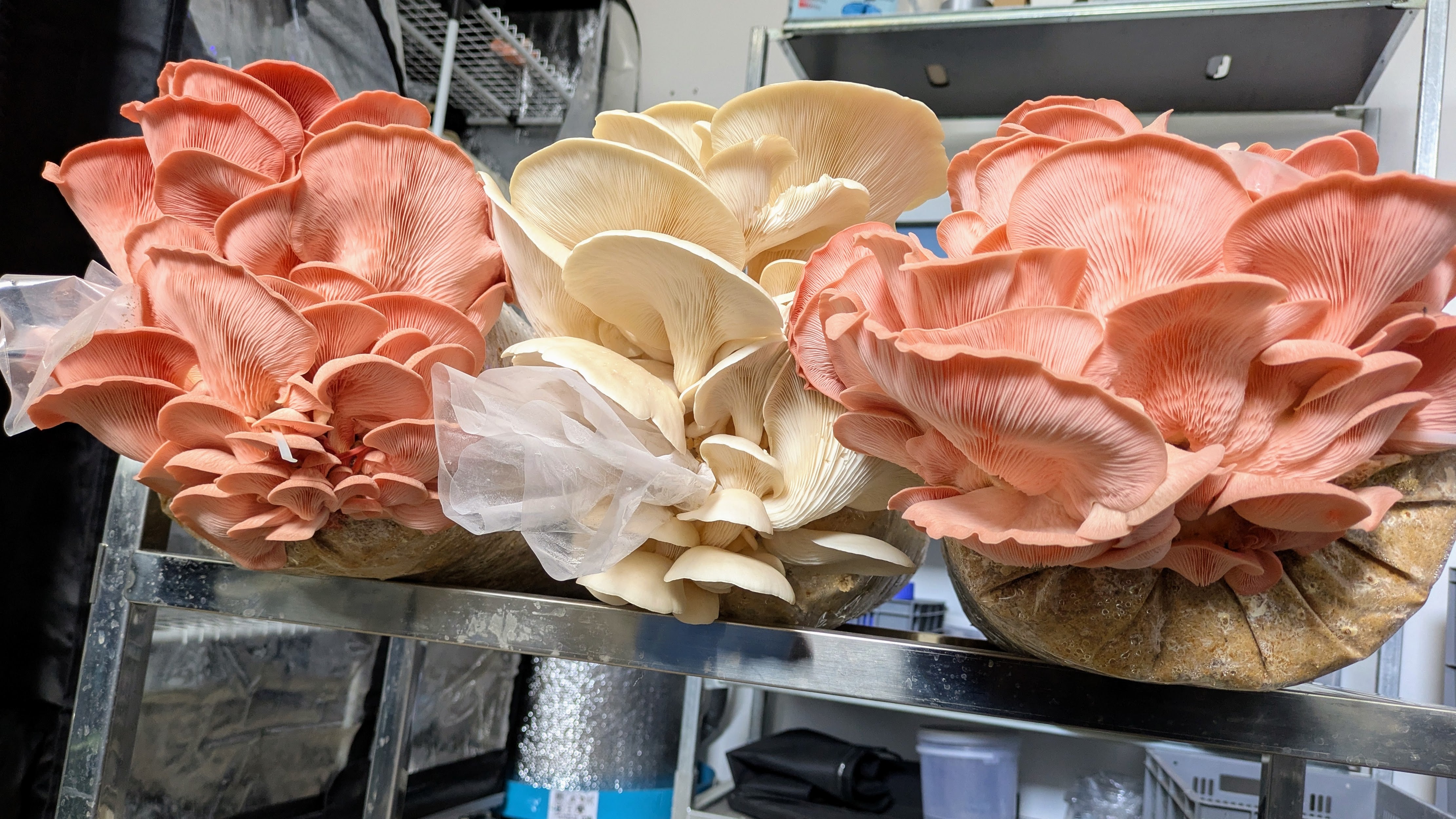 Rosenseitling Fertigkultur Pleurotus djamar - 1/2 Meter Profi-Kultur