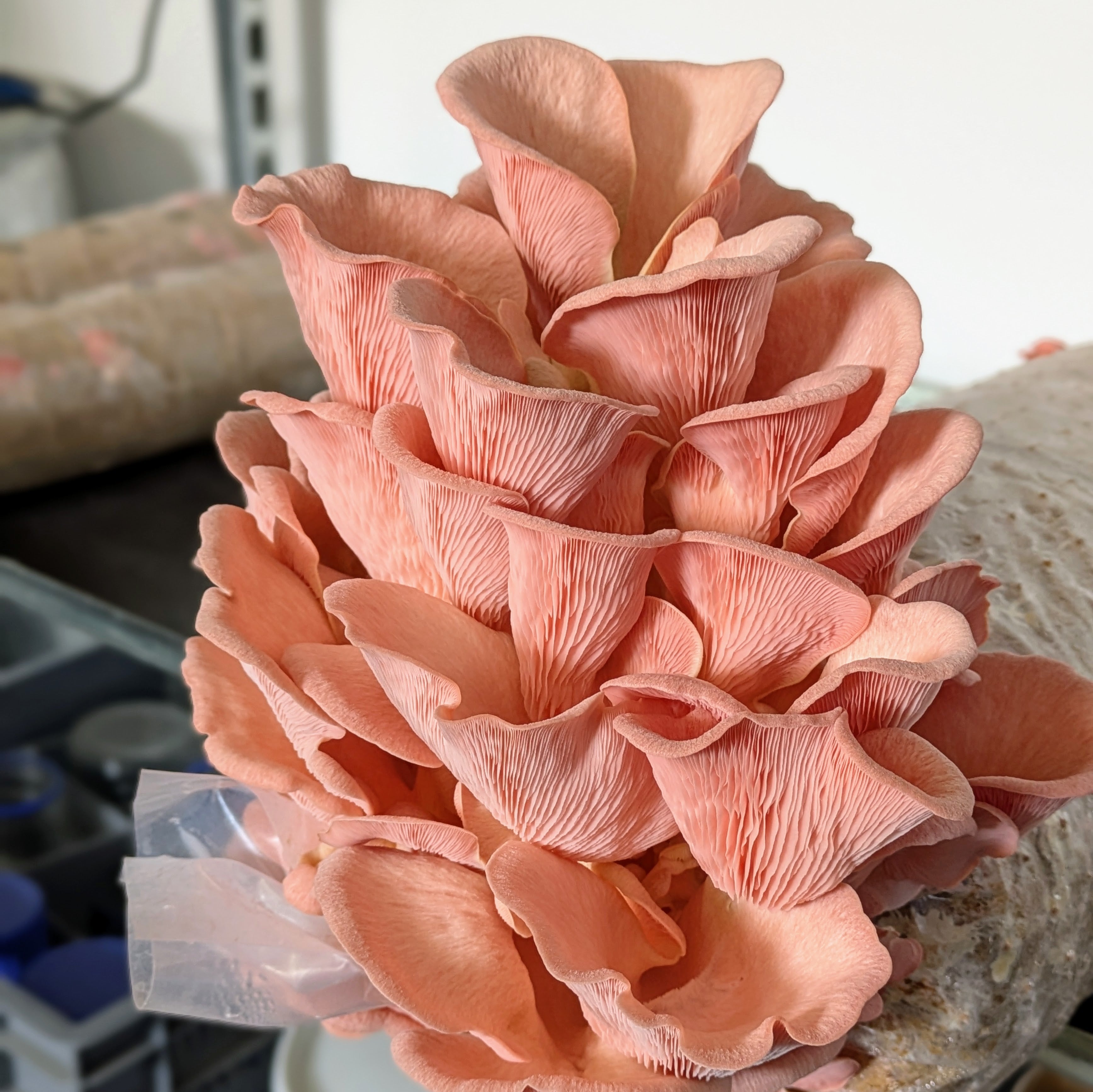 Pilzbrut Grain Spawn - 2 L im Mikrofilterbeutel Rosenseitling | Pleurotus djamar MG1405