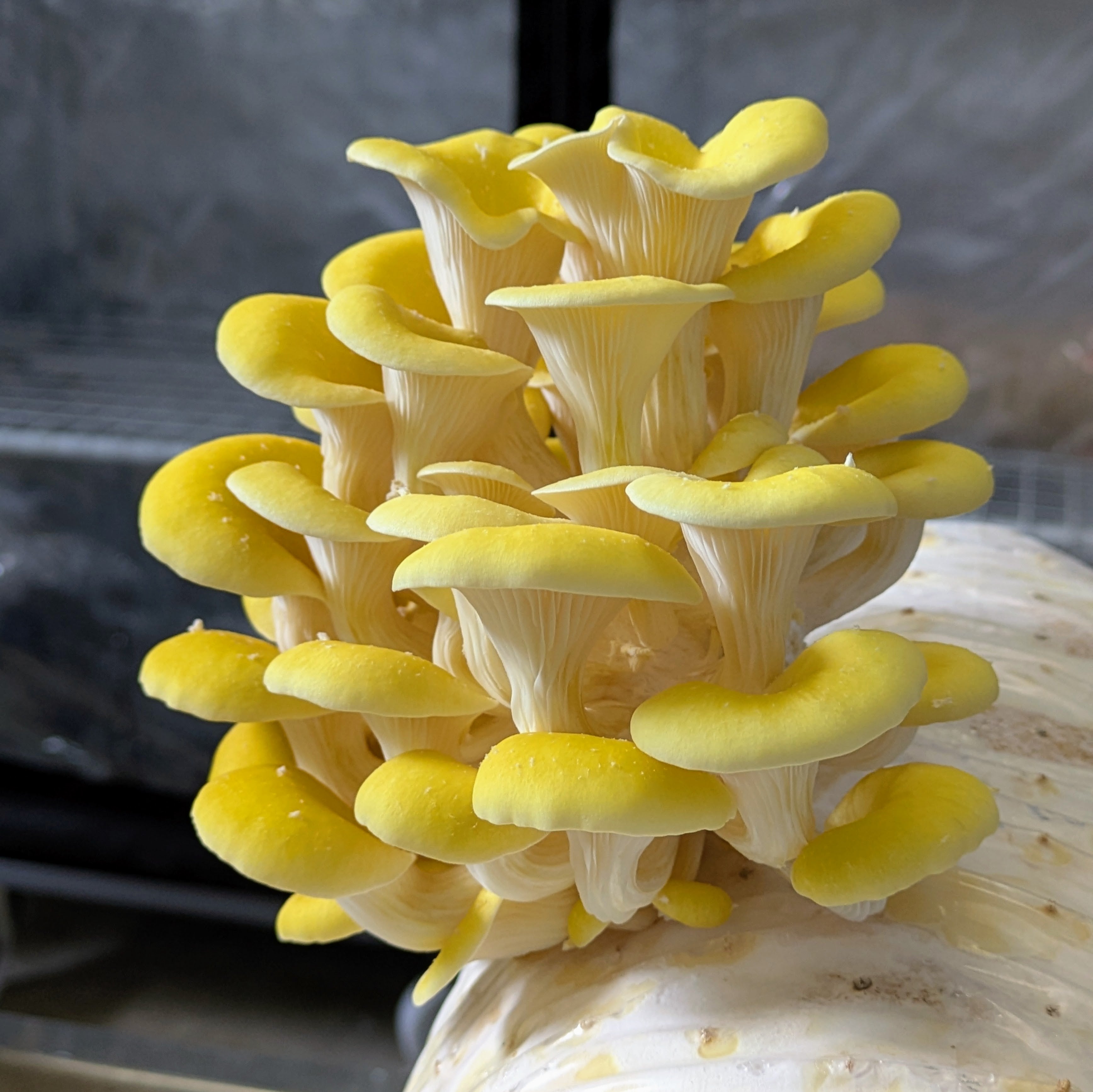 Limonenseitling Fertigkultur - Pleurotus citrinopileatus - 1/2 Meter Profi-Kultur