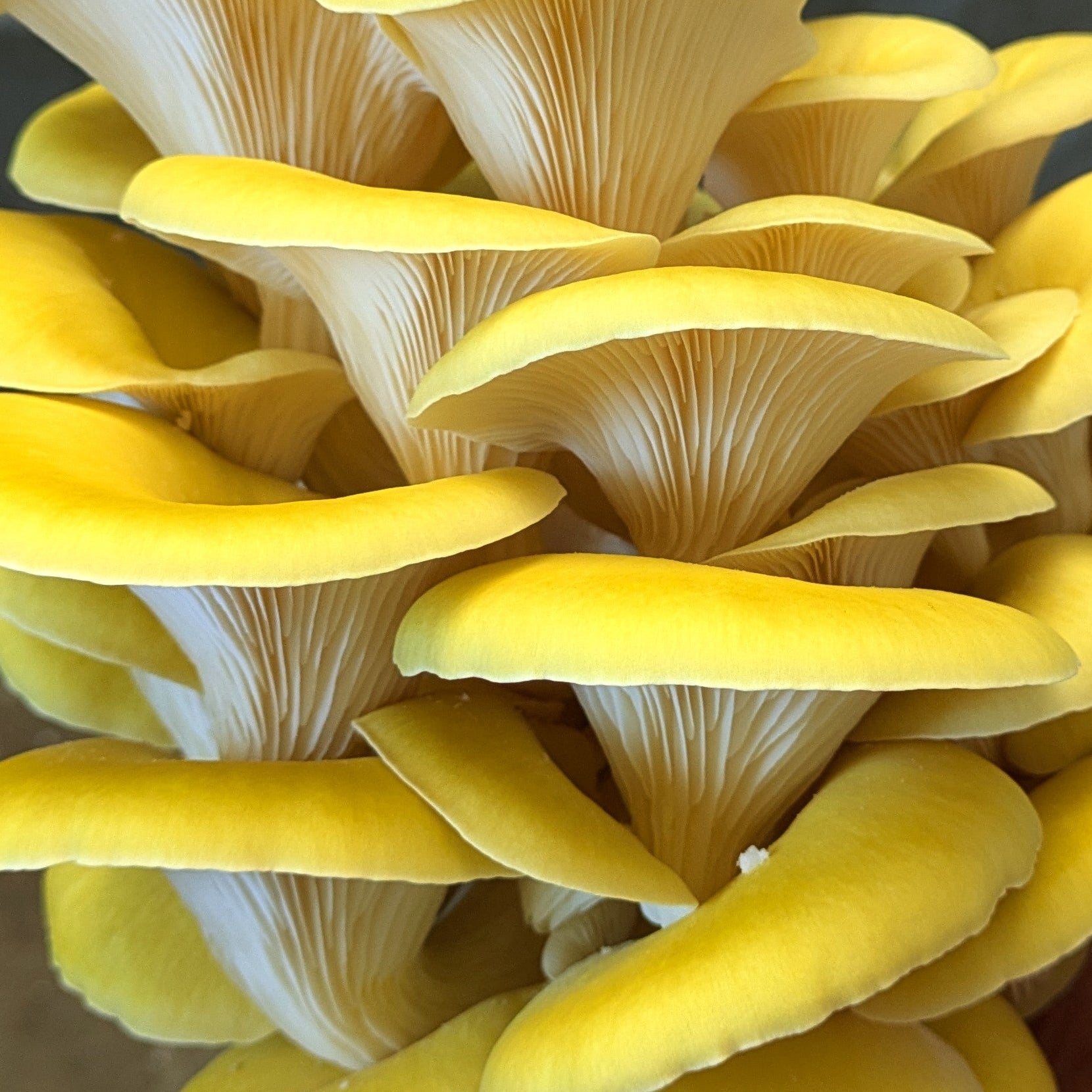 Impfdübel aus Buchenholz (50 Stück, 8x40mm)