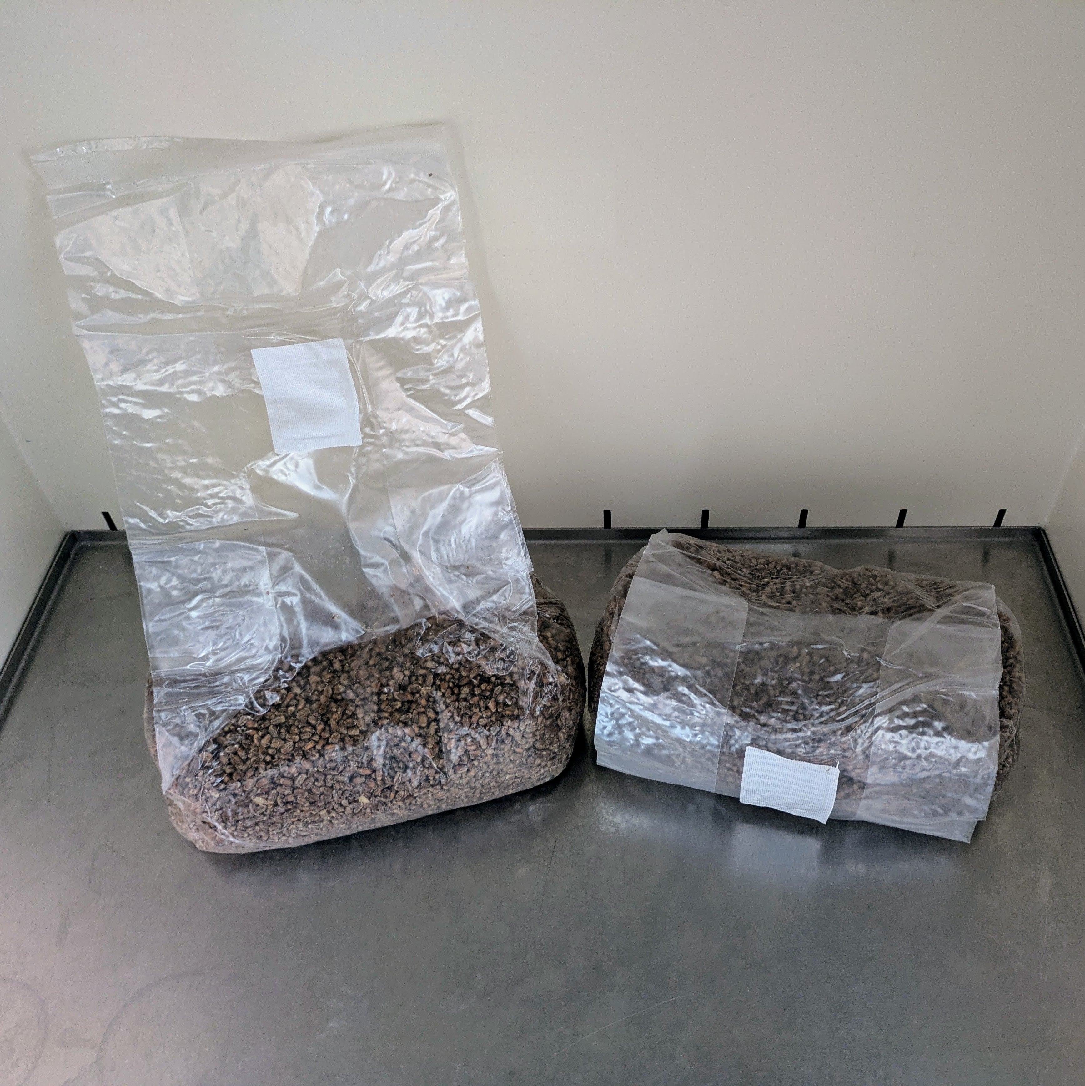 Pilzbrut-Substrat - 2x2 Liter im Mikrofilterbeutel
