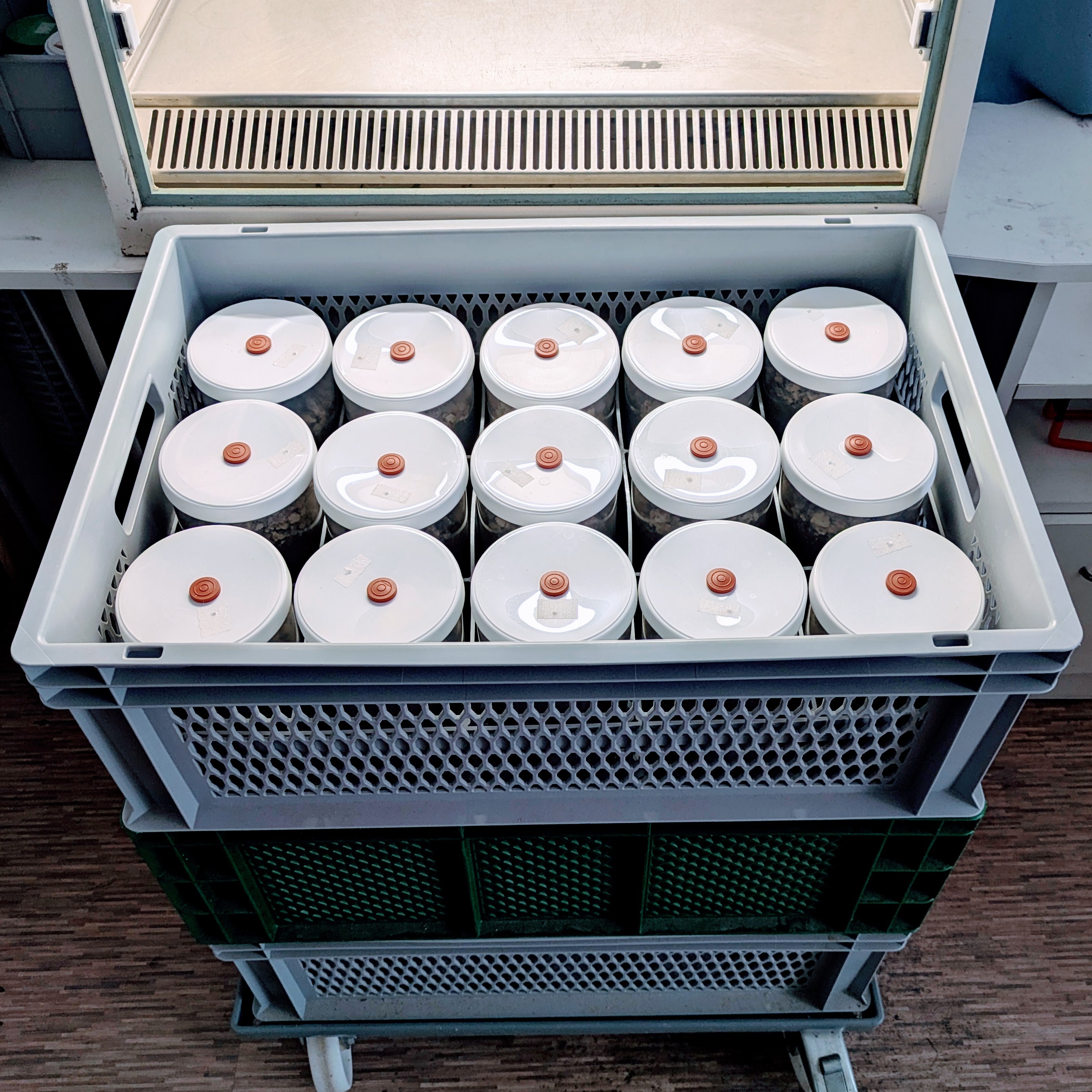 4x Mycotainer 1200 ml - PF-Tek Dose