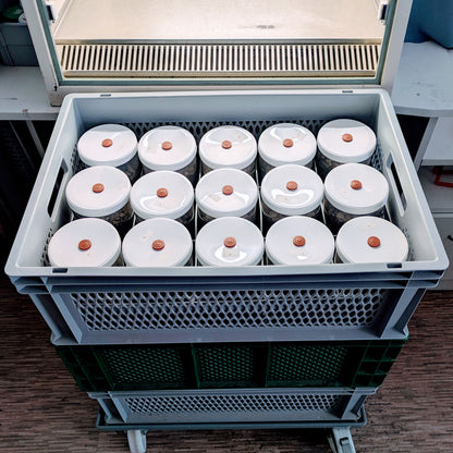 4x Mycotainer 1200 ml - PF-Tek Dose